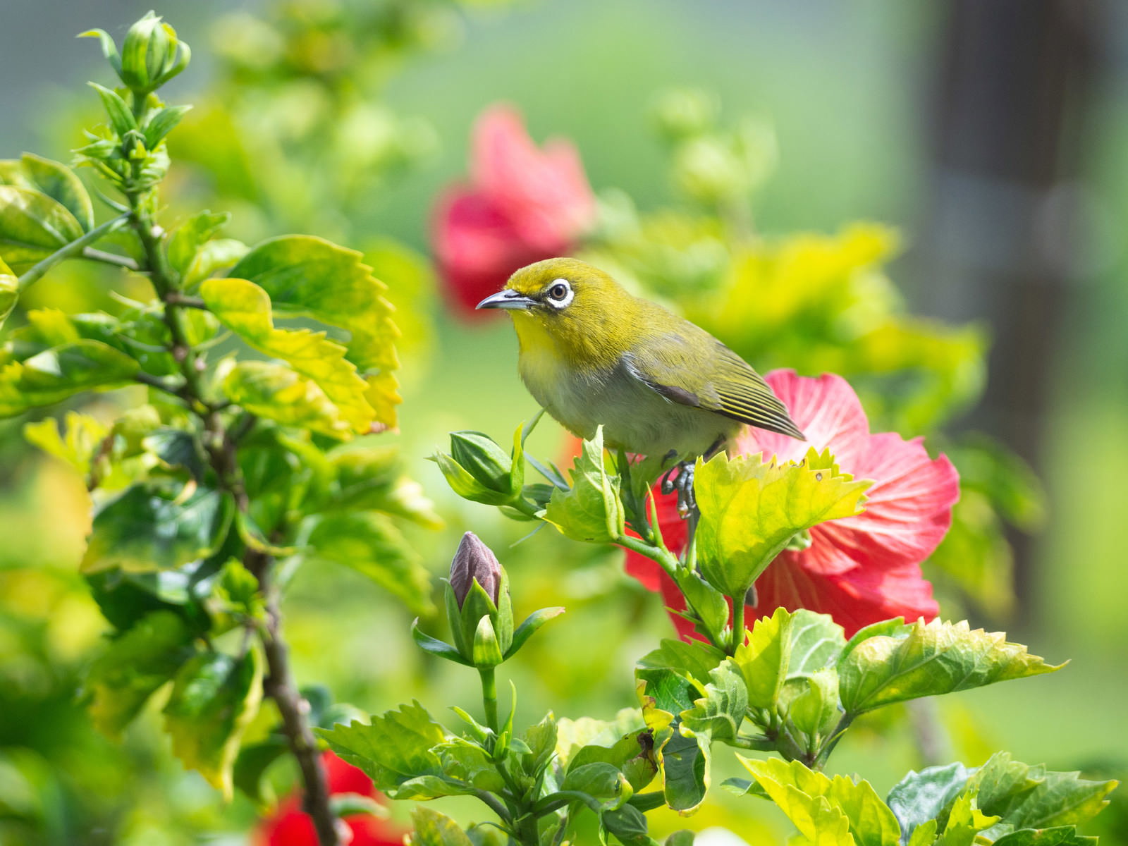 赤いハイビスカスの花にとまり周囲を見回すメジロ