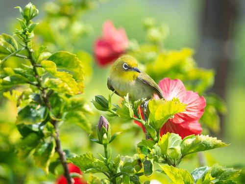 何かに気づいてその方向を見るメジロ