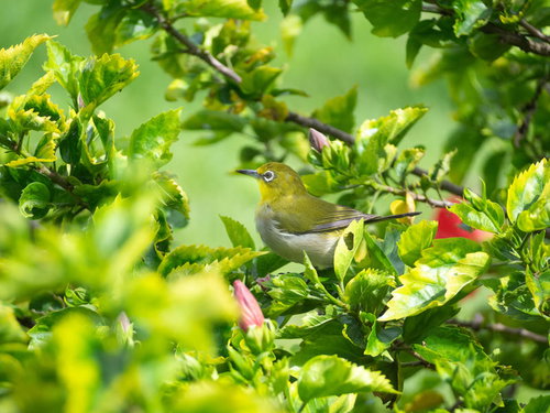 ハイビスカスの枝に留まるメジロ