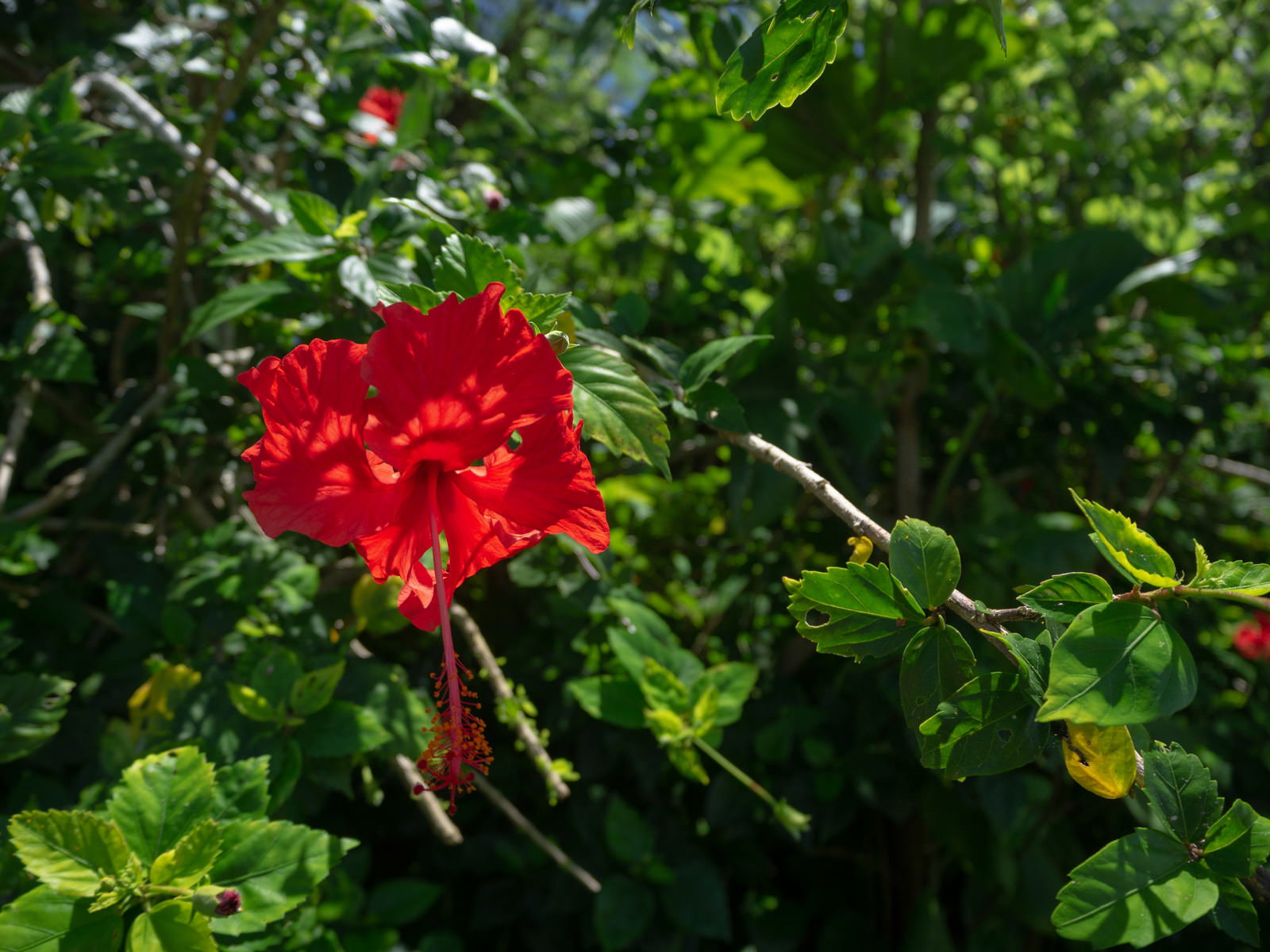 道端に咲く鮮やかな赤色のブッソウゲの花と緑の葉