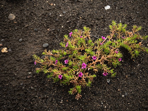 硫黄島の黒い砂浜に咲くヒメマツバボタン