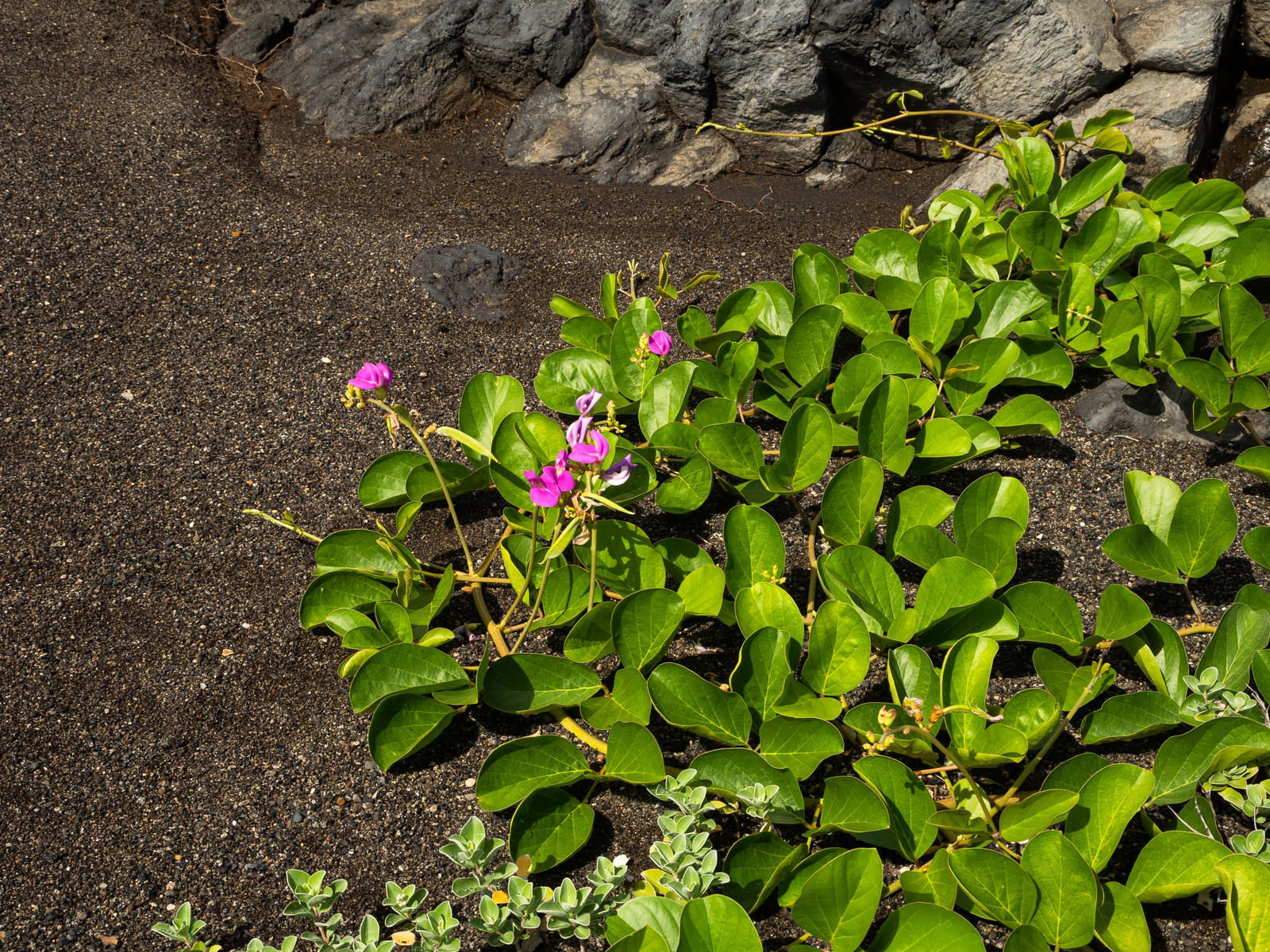 砂浜に自生するナタマメの緑の葉と紫色の花