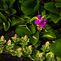 ナタマメの花と並んで伸びるハマゴウの写真