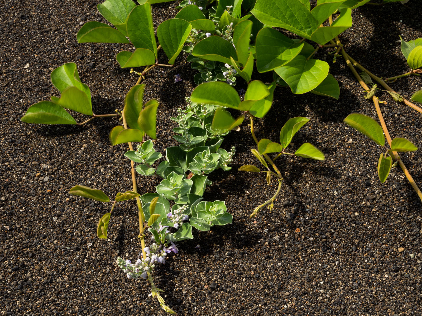 砂浜に伸びるナタマメのつると小さな紫の花を咲かせたハマゴウ