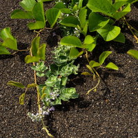 砂浜の上に伸びるナタマメのつると咲き始めたハマゴウの写真