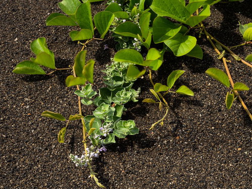 砂浜の上に伸びるナタマメのつると咲き始めたハマゴウ