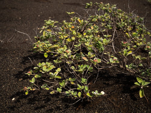 砂浜に繁るハマゴウの植物