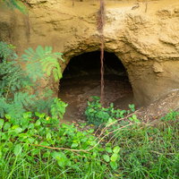 医務科壕に近い壕の植物の根が垂れ下がる入り口（硫黄島）の写真