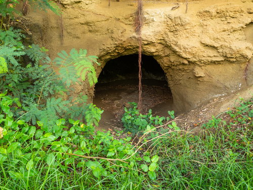 医務科壕に近い壕の植物の根が垂れ下がる入り口（硫黄島）