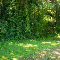 医務科壕に通じる道端に壁のように生い茂る草木（硫黄島）の写真