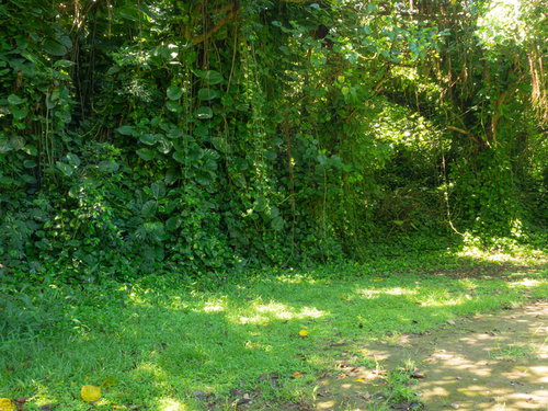 医務科壕に通じる道端に壁のように生い茂る草木（硫黄島）