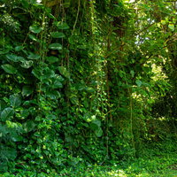 ポトスがまるでカーテンのように垂れさがる道端の様子の写真