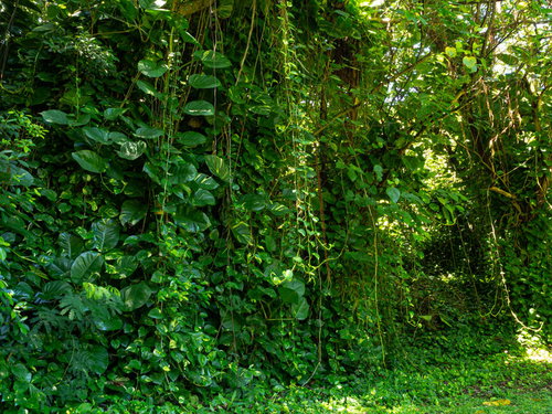 ポトスがまるでカーテンのように垂れさがる道端の様子