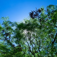 ギンネム越しの日差しの写真