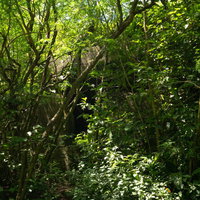 朽ちて木に覆われている大阪山トーチカの写真