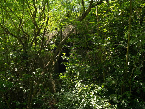 朽ちて木に覆われている大阪山トーチカ