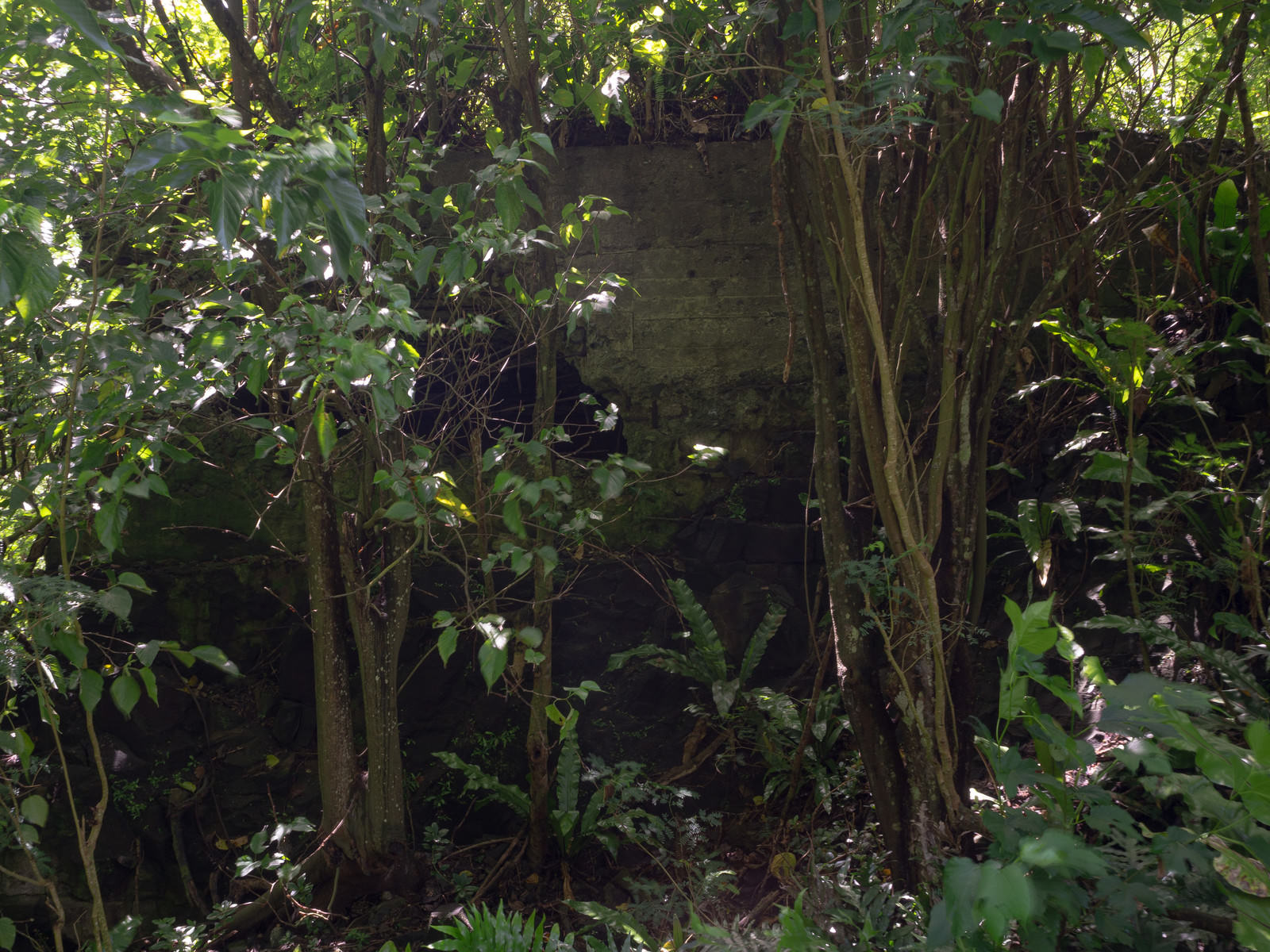 緑の木々と茂みに囲まれたコンクリート製の大阪山トーチカ