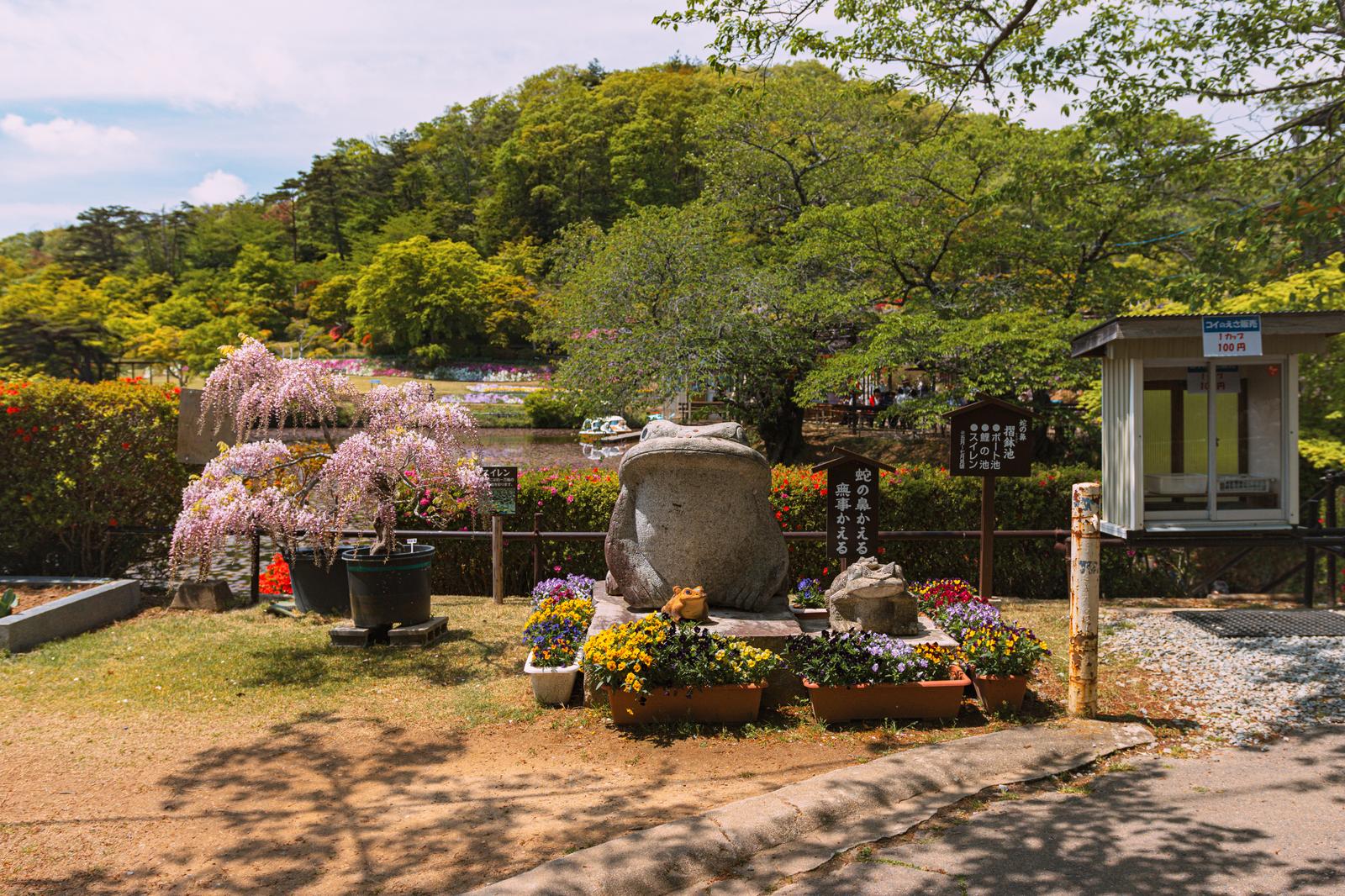 蛇の鼻公園の藤の花と石像のカエルが置かれた日本庭園