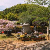 蛇の鼻公園に咲く藤とカエル石像の庭園風景の写真