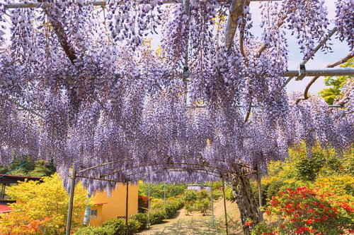 本宮市の蛇の鼻の藤、フジ棚に咲き乱れる花