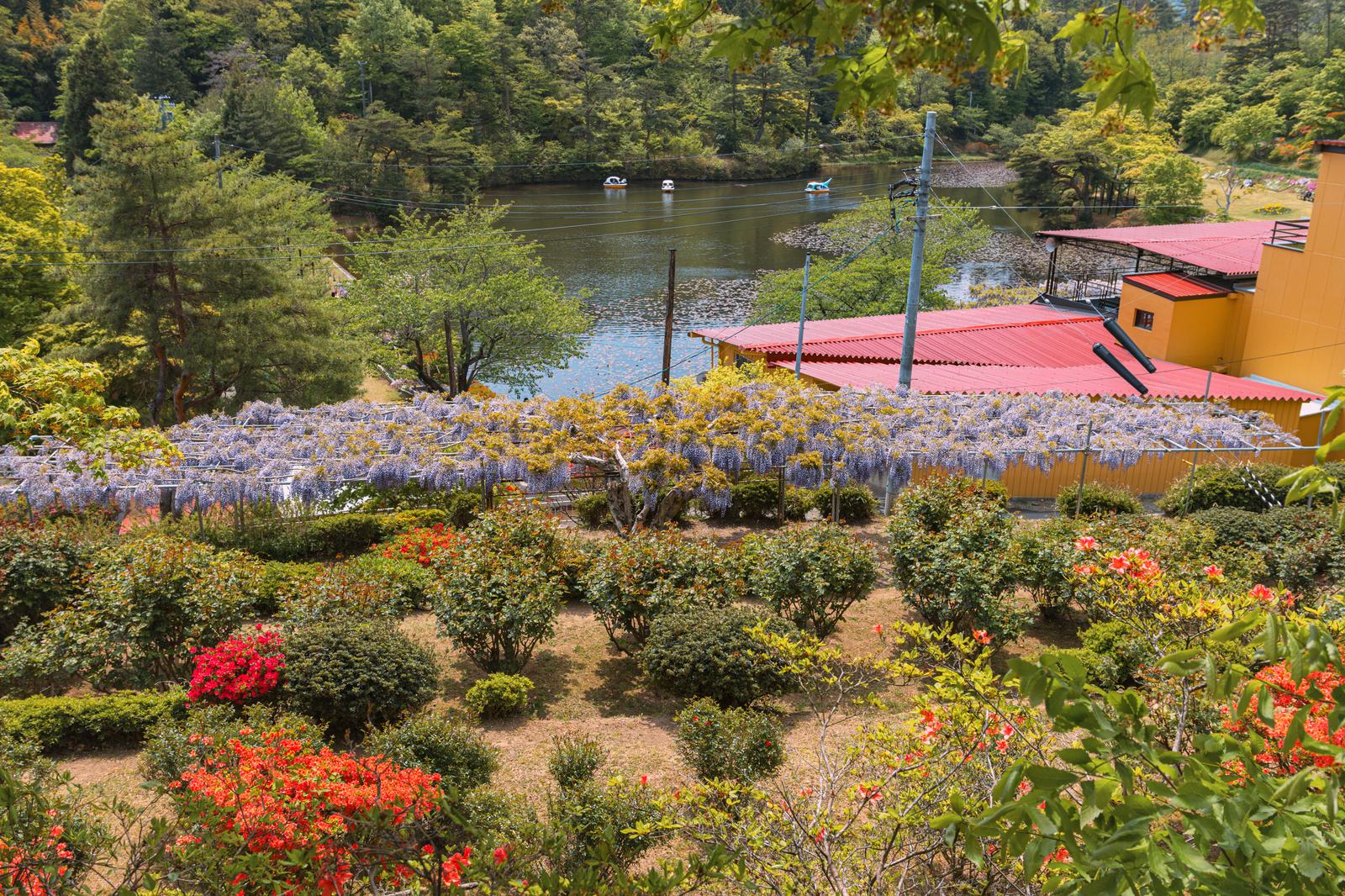赤紫のフジの花が棚いっぱいに咲き、下には赤いツツジが咲く庭園。奥には河川と森林が見える