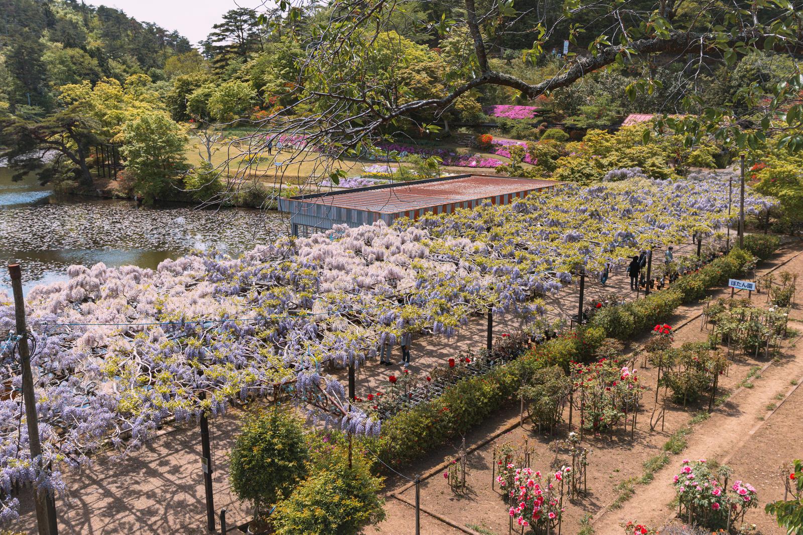 白と薄紫の藤の花が咲き誇るフジ棚と池のある日本庭園の景観