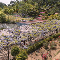 蛇の鼻の藤が咲く本宮市の日本庭園、フジ棚の春景色の写真