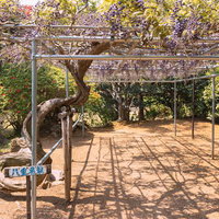 本宮市蛇の鼻の藤、八重黒龍のフジ棚、春の花木庭園の写真