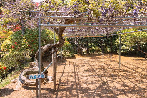 本宮市蛇の鼻の藤、八重黒龍のフジ棚、春の花木庭園