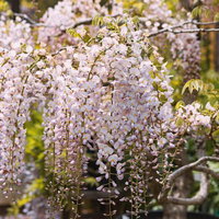 蛇の鼻の藤、春の花木が咲き誇る藤棚、福島県本宮市の庭園の写真