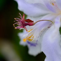 紫と白の模様が入った星形のジャガの花の接写の写真