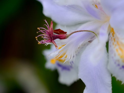 紫と白の模様が入った星形のジャガの花の接写