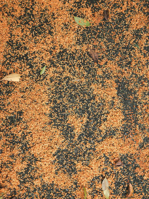 地面に散らばる大量のキンモクセイの落花と秋の自然風景