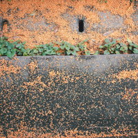 アスファルトの地面に散らばるキンモクセイの落花と雑草の写真