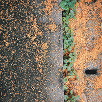 側溝脇に落ちたキンモクセイの花とアスファルトのテクスチャの写真