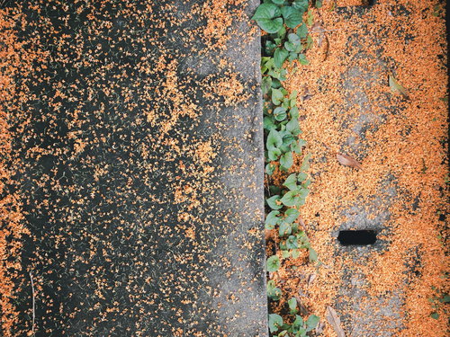 側溝脇に落ちたキンモクセイの花とアスファルトのテクスチャ