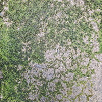 苔むしていく地面のテクスチャーと土の質感の写真