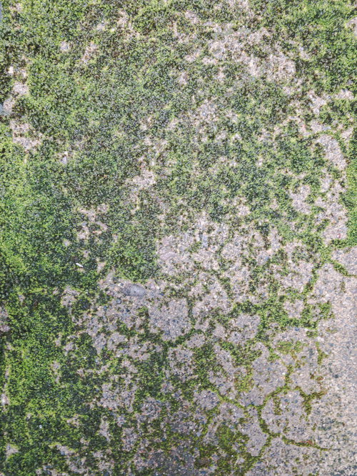 苔むしていく地面のテクスチャーと土の質感