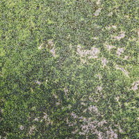 苔生す地面のテクスチャー 濃い緑色の苔で覆われた自然な質感の写真