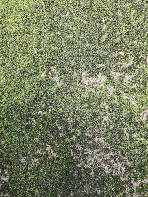 苔生す地面のテクスチャー 濃い緑色の苔で覆われた自然な質感