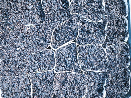 白色のカラーポリポットに入った用土のテクスチャ