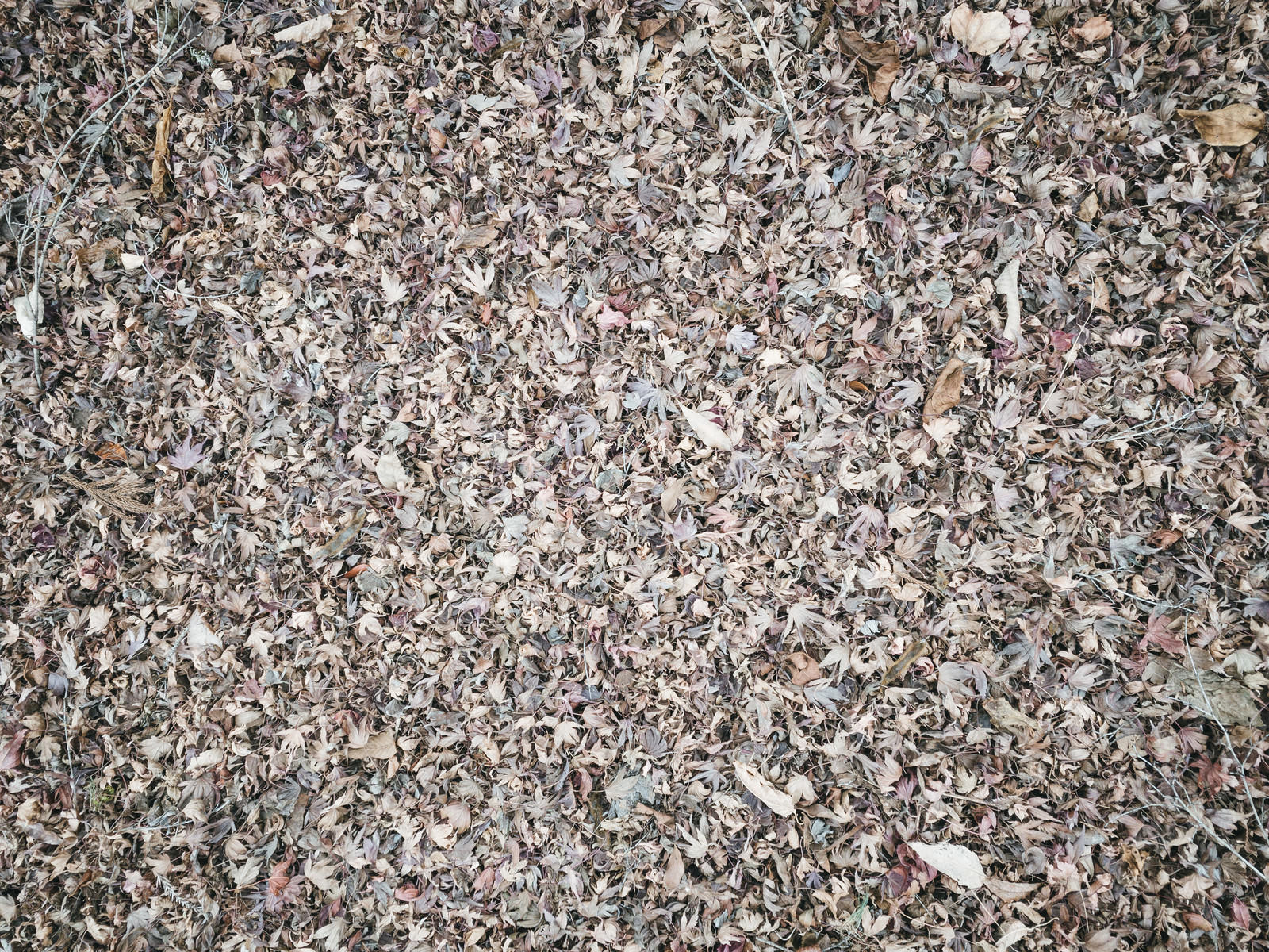 茶色やグレーの細かい落葉が密集して地面を覆っている様子