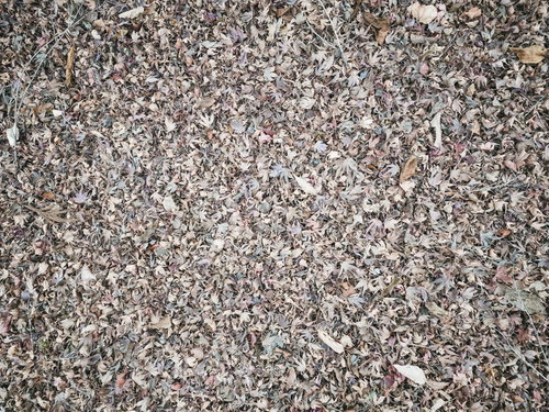 細かい落葉で敷き詰められた地面のテクスチャ