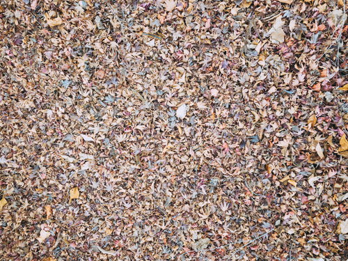 茶色や黄色に変色した落ち葉が敷き詰められた秋の地面