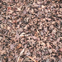 地面を埋め尽くす落葉（テクスチャー）の写真