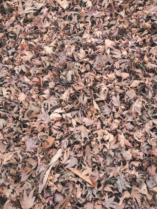 地面を埋め尽くす落葉（テクスチャー）