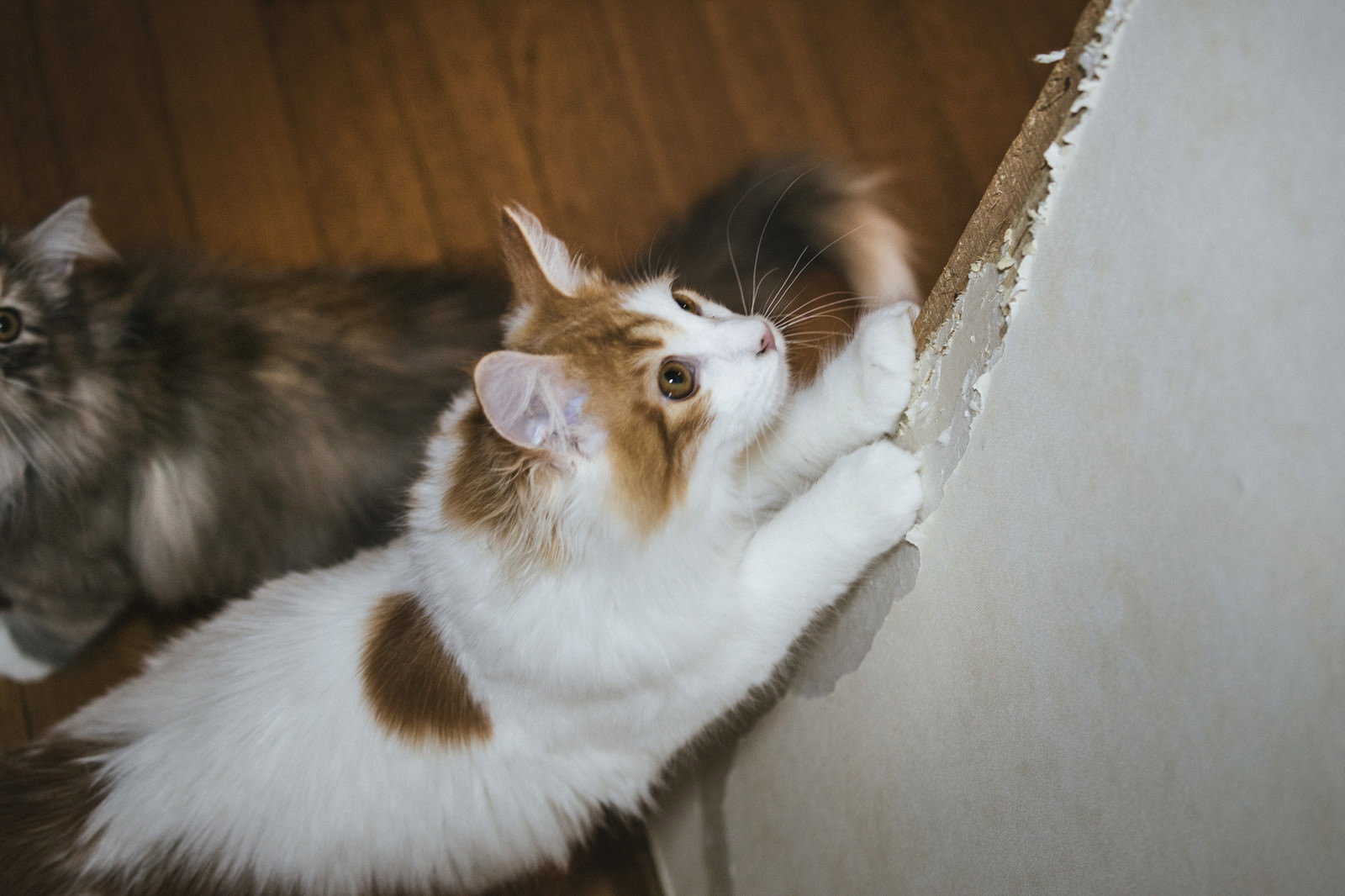 白い壁で爪とぎをする三毛猫、壁紙がボロボロに削れている様子