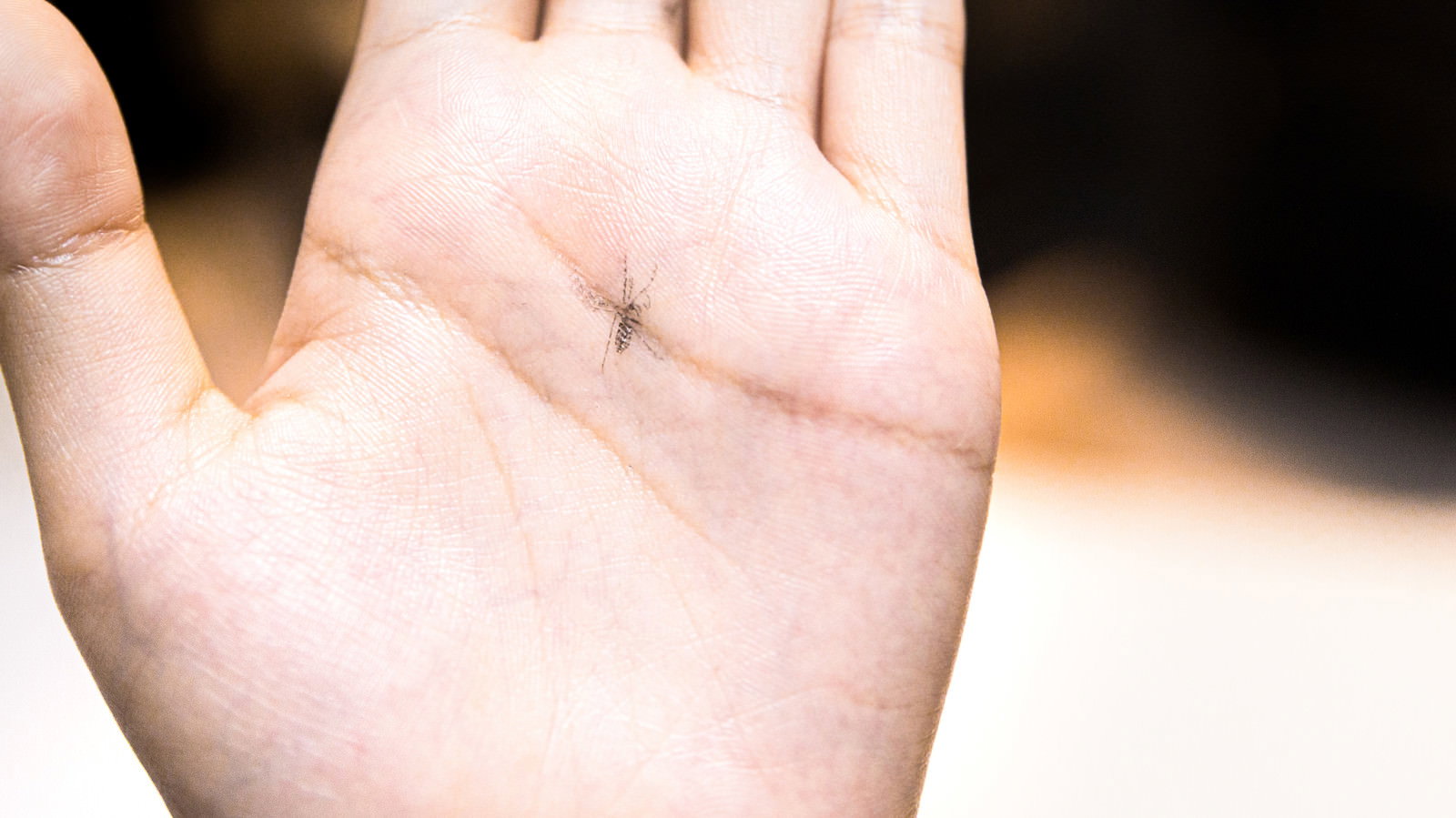 Mosquito resting on a human palm