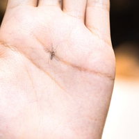 手のひらに止まった蚊（夏の害虫）の写真