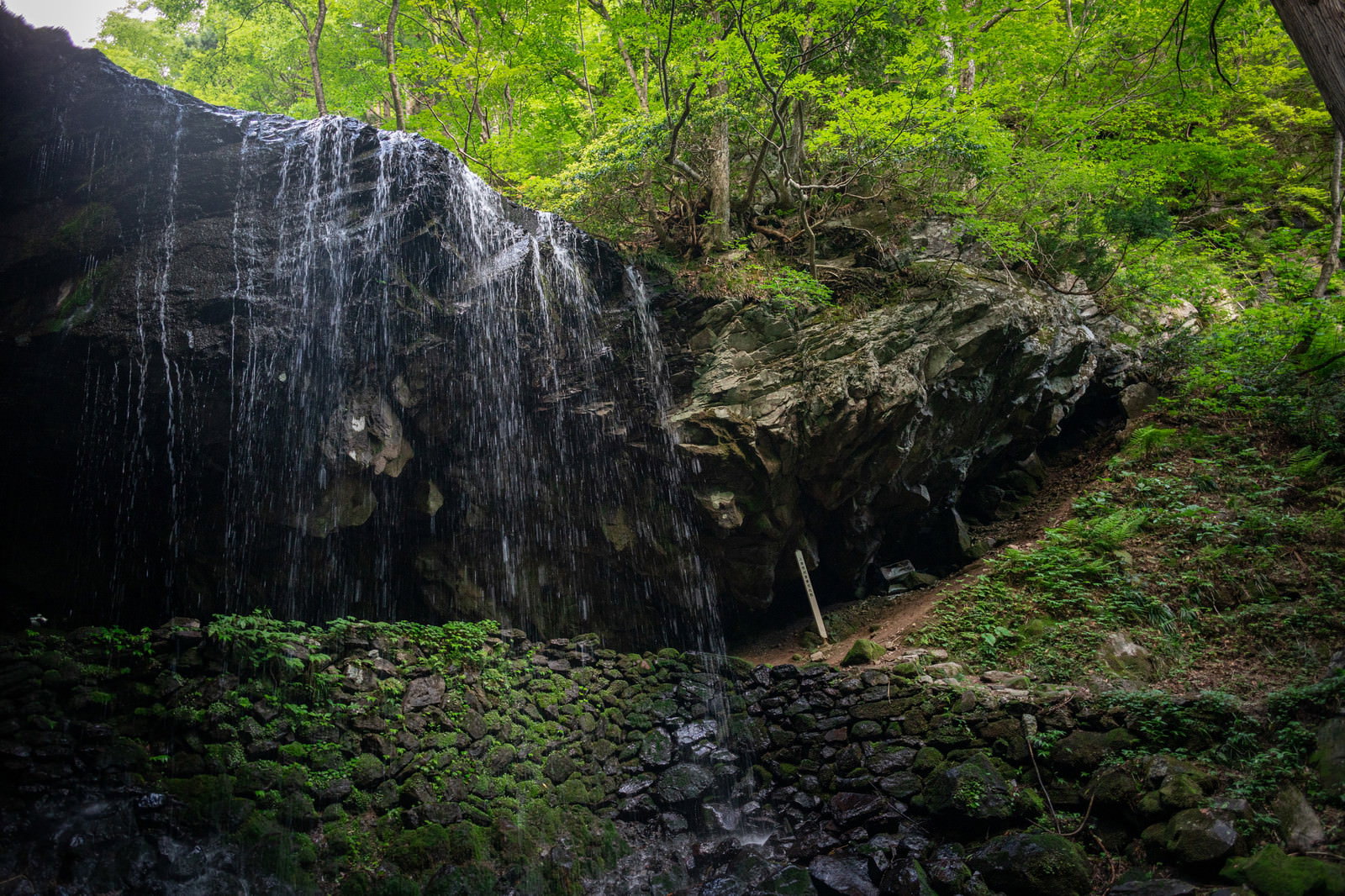 新緑の木々に囲まれた岩井滝、苔むした岩壁から流れ落ちる清流